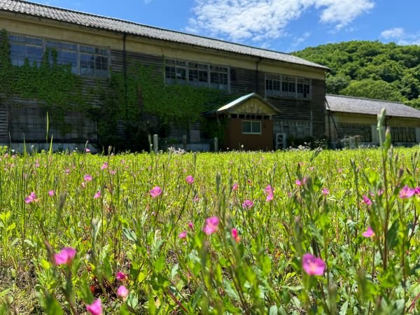 ピンクの花